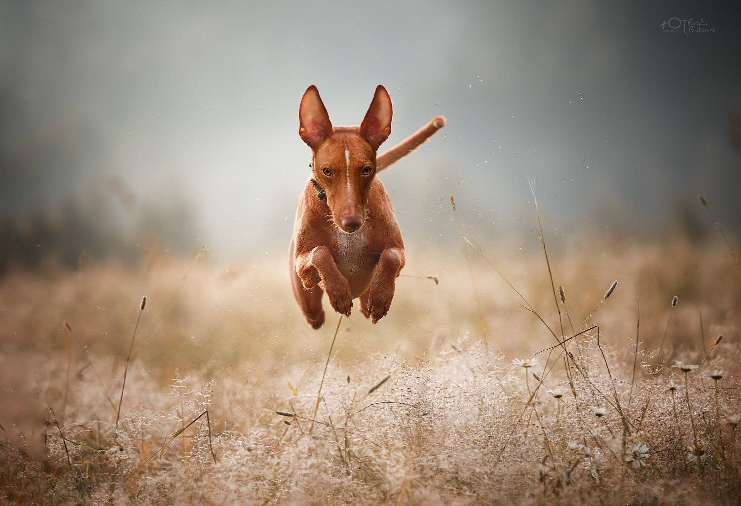 , Наталия Поникарова