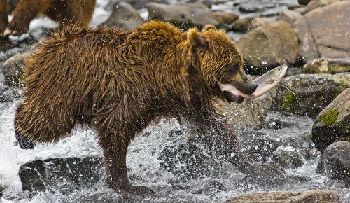 Running with fish