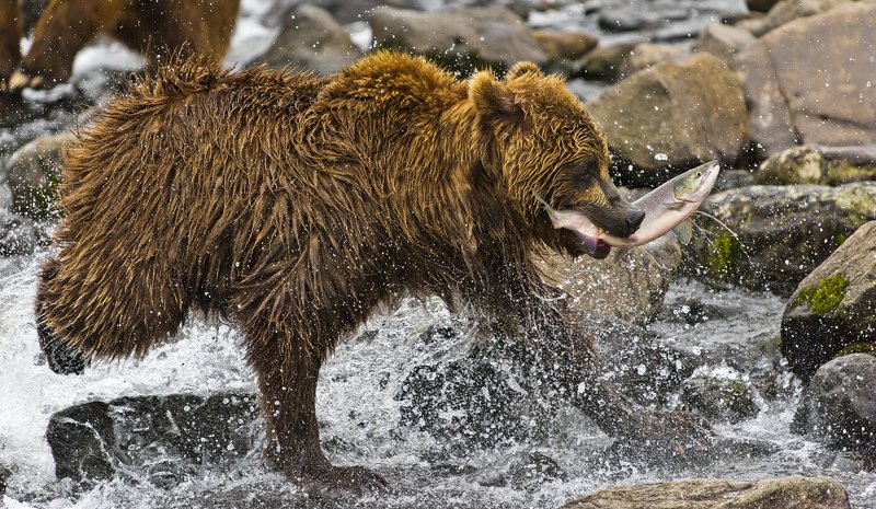 Bear Animal Mammal Salmon Russia Kamchatka fishing river running Running with fish фото превью