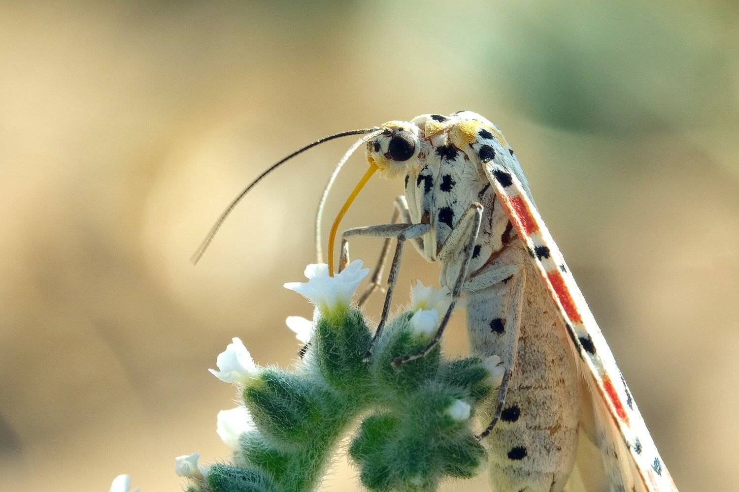 macro, vladimir algazin