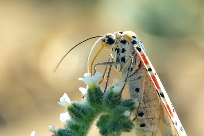 macro *** фото превью