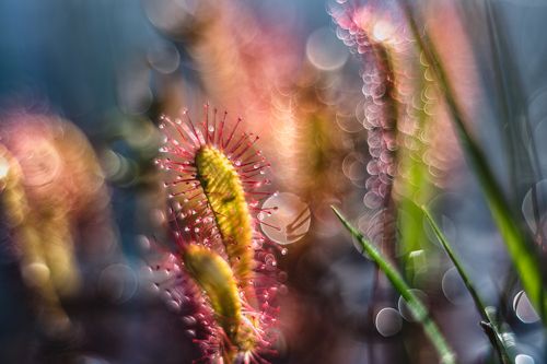 Nature of Art