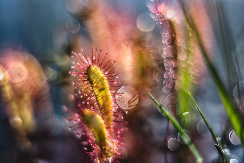 macro, sundew, plants, bokeh, colors Nature of Art фото превью