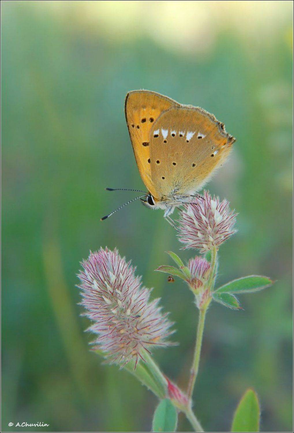 бабочка,голубянка,червонец,virgaureae, Александр Чувилин