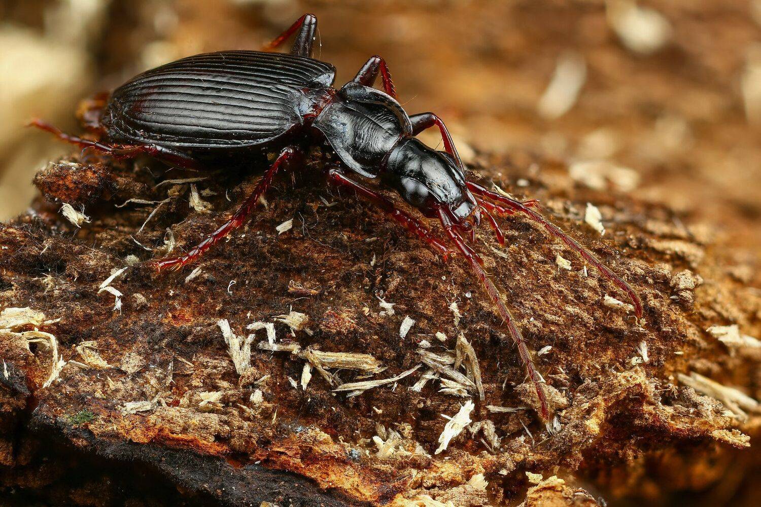 жук,макро,природа,усы,цвет,глаза,черный,насекомое,животное, Андрей Шаповалов