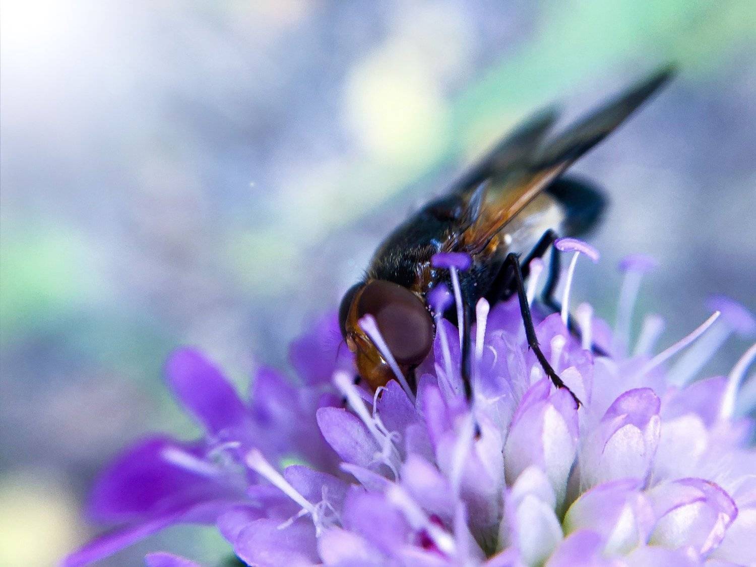 , Вероника Денисова