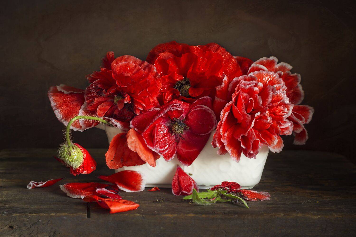 маки,крупный план, бутоны, лепестки, Лионелла Зимина