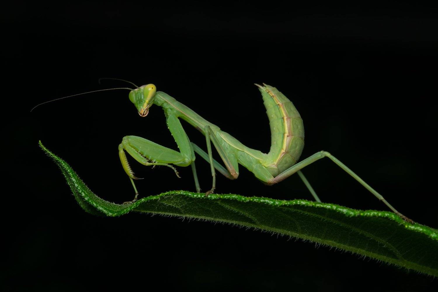 , Денис Ветренко