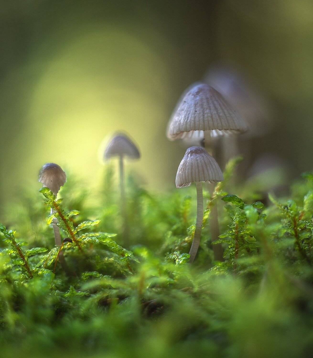 , Николай Андреев