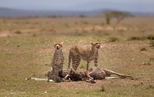 Чья-то смерть всегда чья-то жизнь...