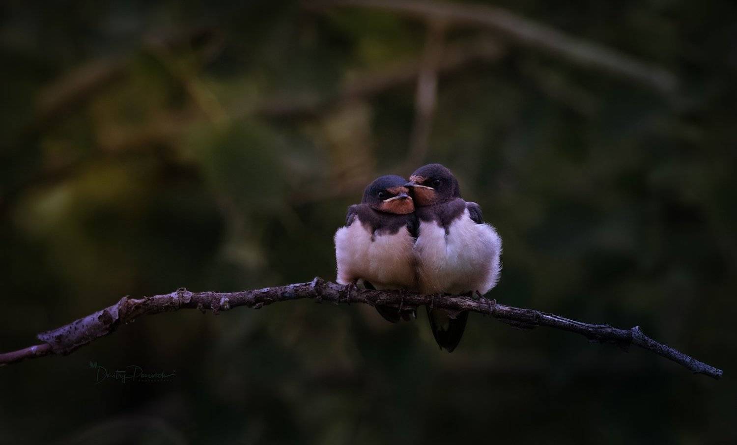 природа, лес, поля, огороды, животные, птицы, макро, Дмитрий Посевич