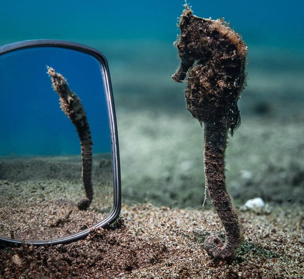 sea horse, Андрей Савин