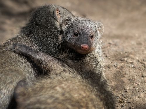 Hugs of mongoose