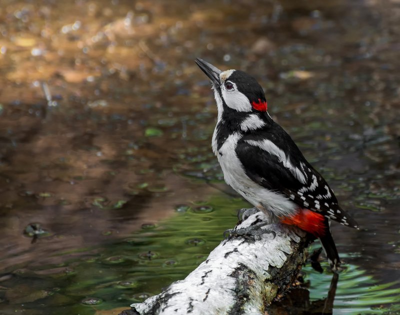 птица, большой пёстрый дятел, водопой, дятел водичку пьёт.. фото превью