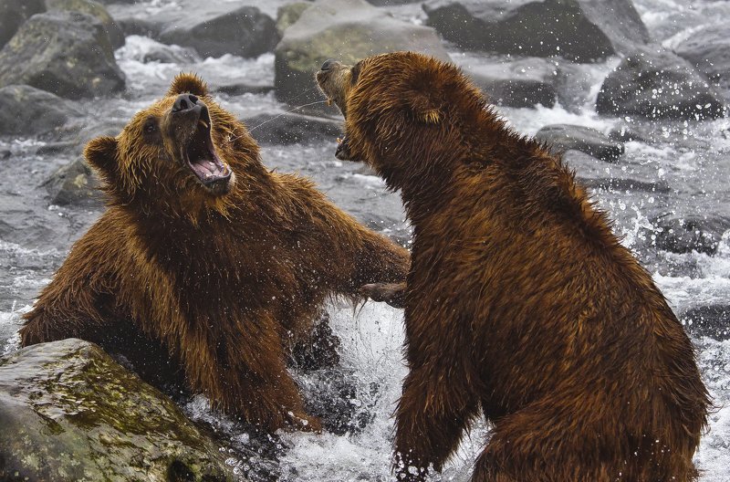 Bear Animal Mammal Salmon Russia Kamchatka fight Clash of Titans фото превью