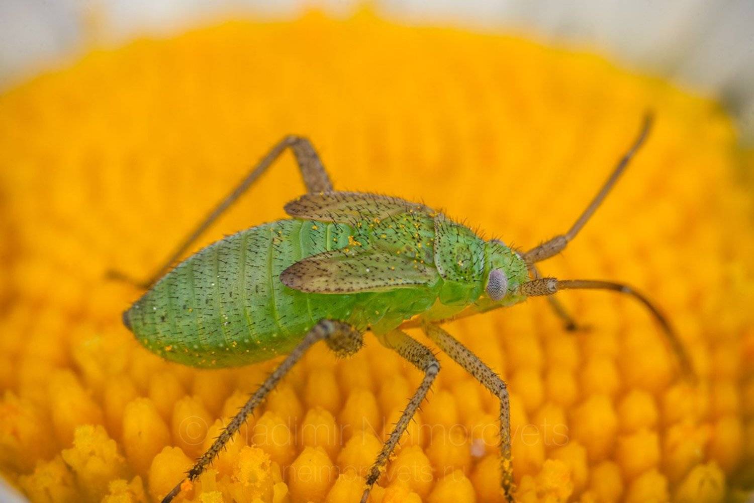  Adelphocoris lineolatus, lucerne bug, alfalfa plant bug, plant bug, nymph, 5th instar nymph, 5th instar, Miridae, green, yellow, insect, Pudomyagi, Gatchina district, Leningrad Region, Владимир Нейморовец