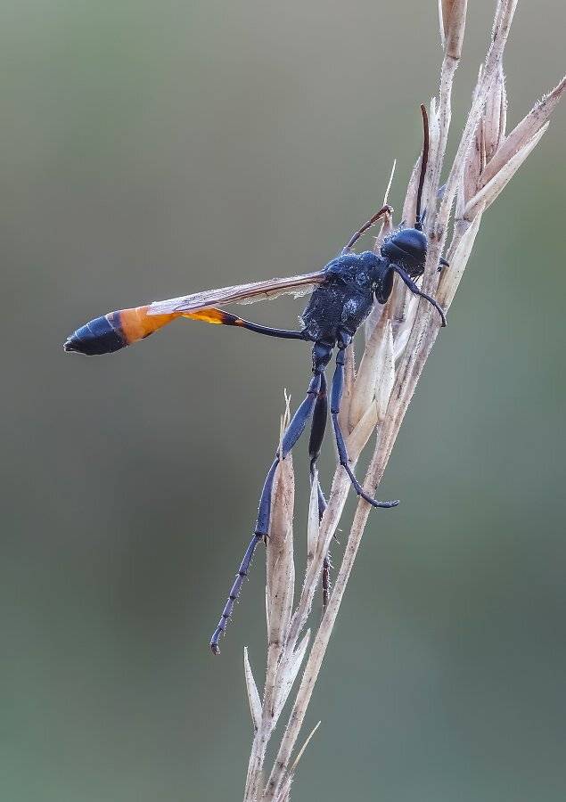 аммофила, Чепленко Алексей