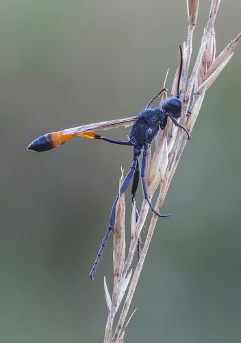 Сон в июльскую ночь