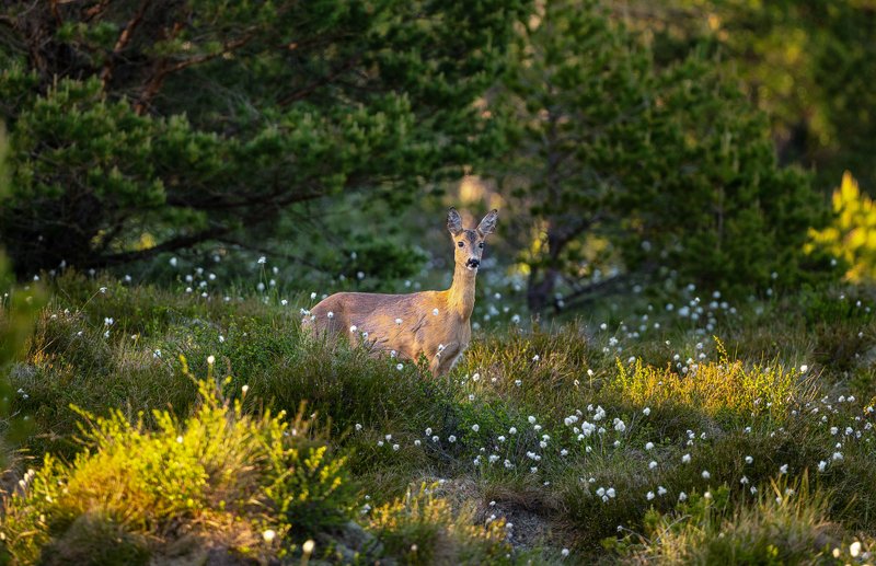 Roe dear in the forest фото превью