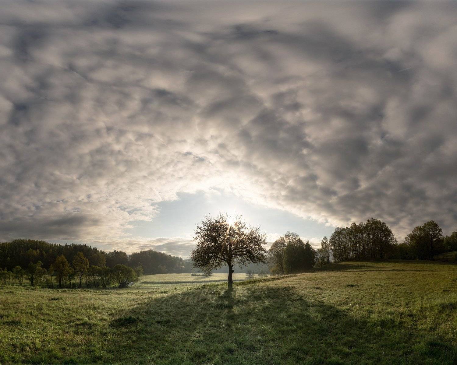 tree, sky, clouds, Błażej Krzyżanek