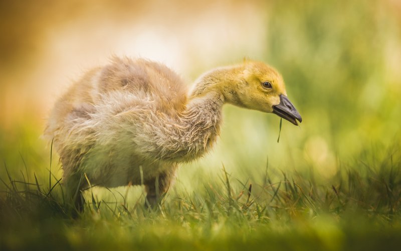 Canada Goose in its cute phase фото превью