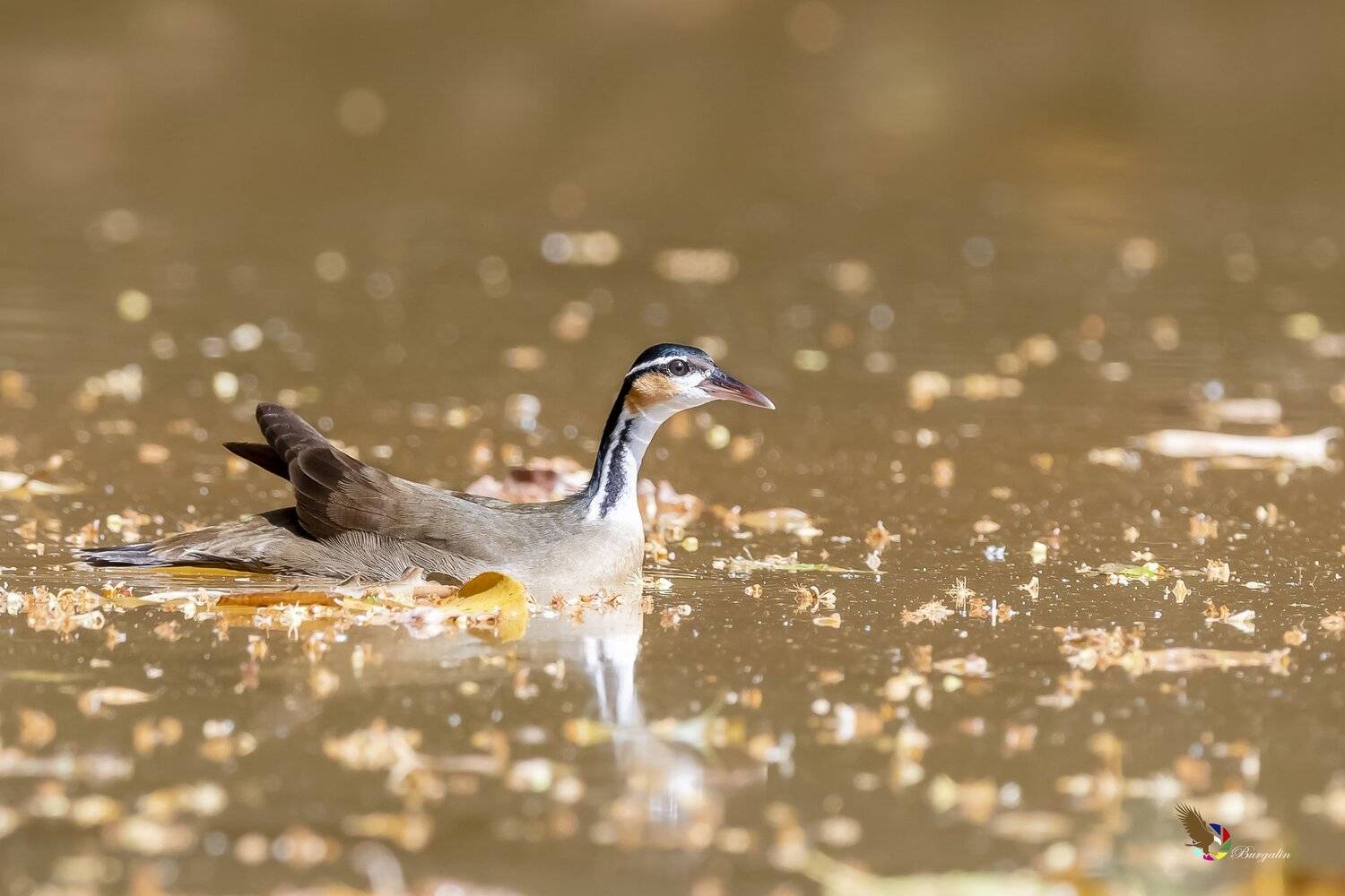 , Fernando Burgalin Sequeira