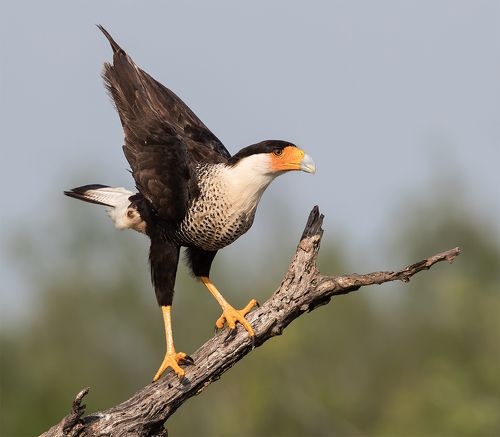 Обыкновенная каракара - Crested Caracara