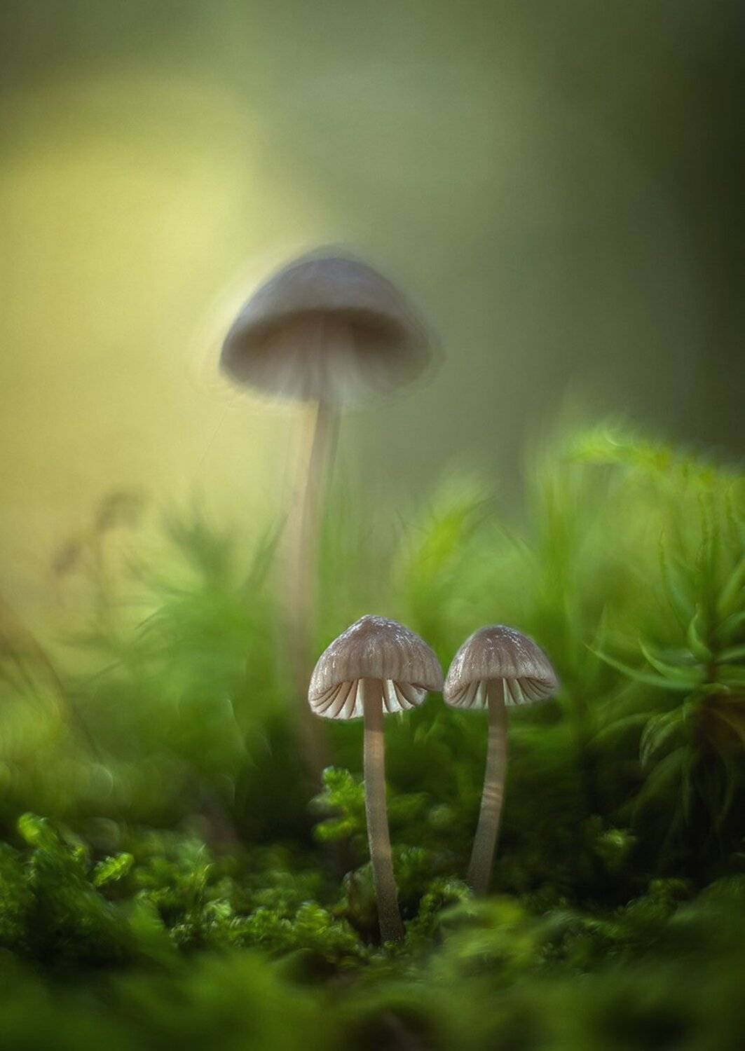 , Николай Андреев