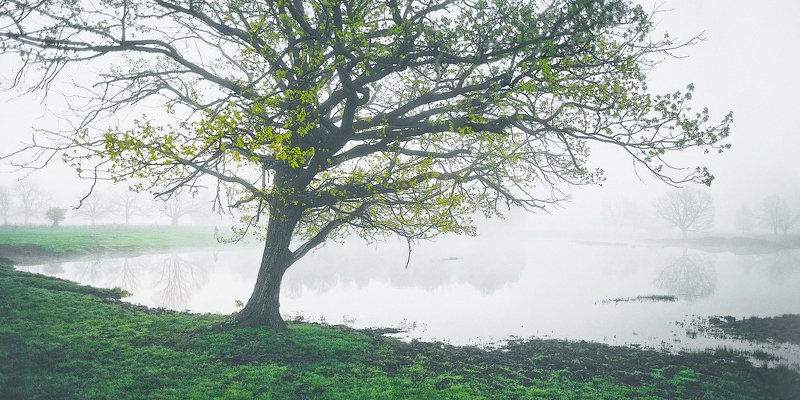 туман, озеро, дубы  фото превью