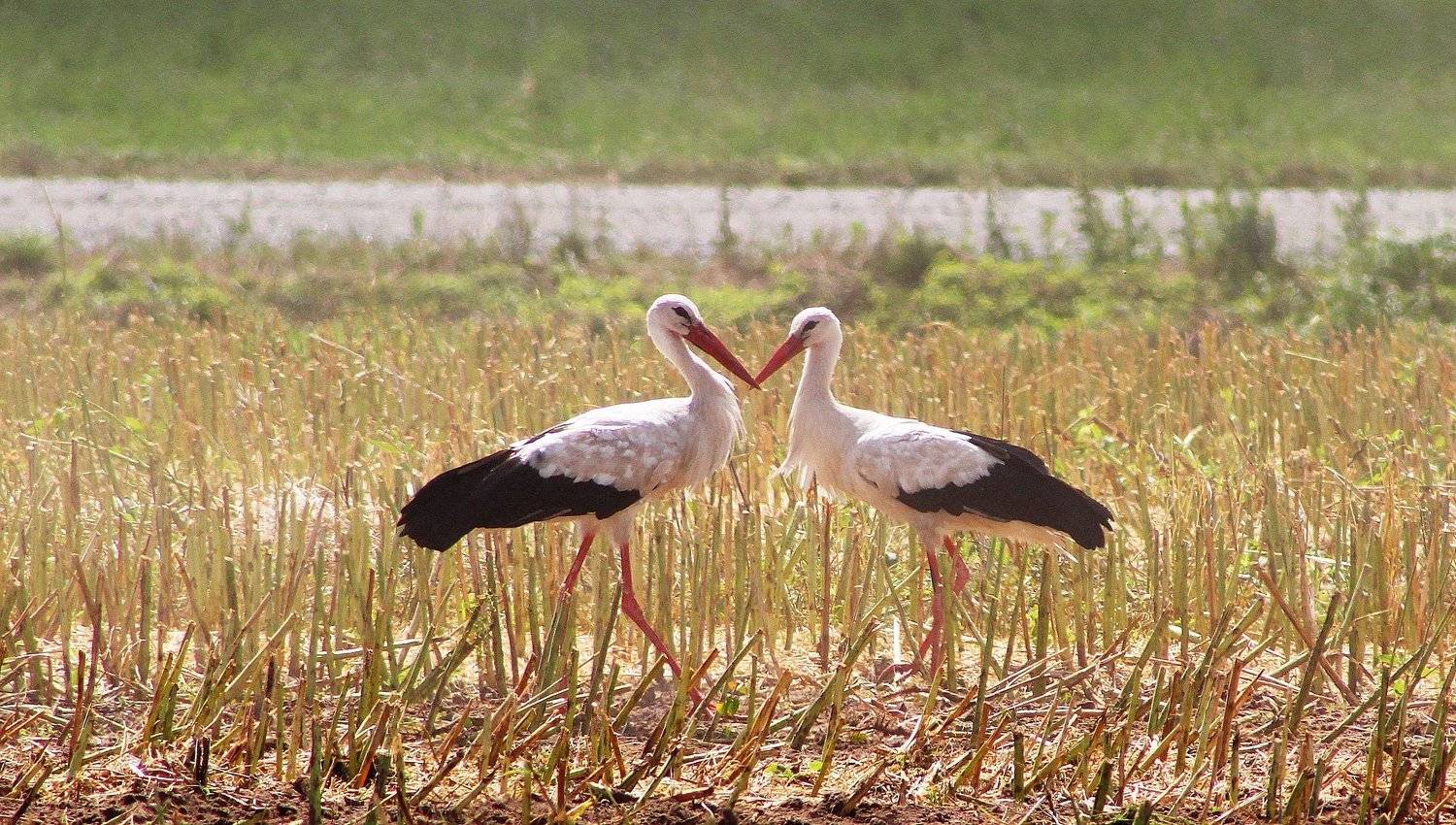 птицы,фото животных,аисты, Galina Tsmyg