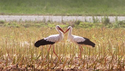 Влюблённые аисты.