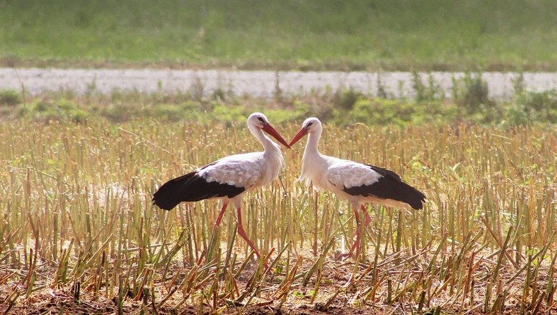 птицы,фото животных,аисты Влюблённые аисты. фото превью