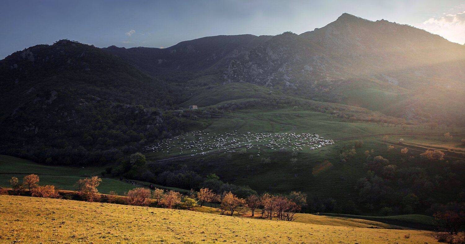 горы,овцы,вершины,пейзаж,небо,деревья,дагестан,природа, Marat Magov