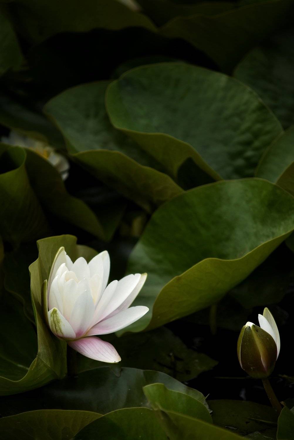 цветок, лилия, Владимир Леликов-Кузьменко