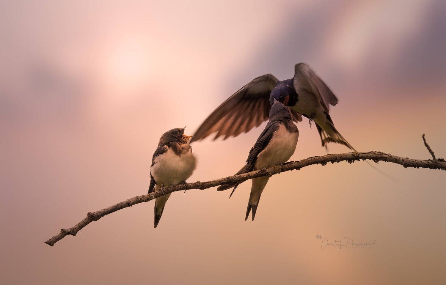 природа, лес, поля, огороды, животные, птицы, макро, Дмитрий Посевич