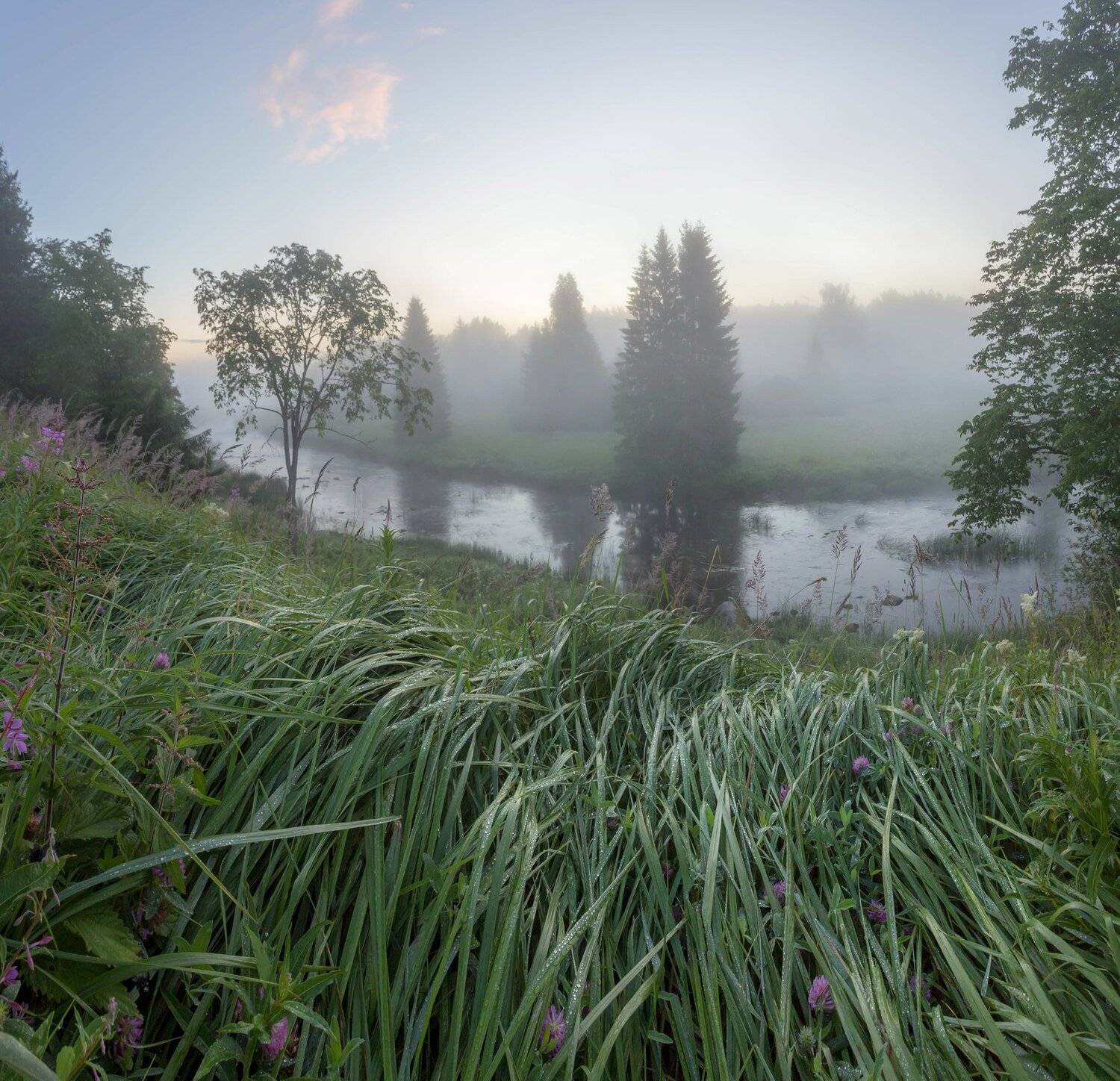 ленинградская область, река, туман, рассвет, пейзаж ,фототур, утро, роса, ель, свежесть, цветы, иван чай, Павел Ващенков