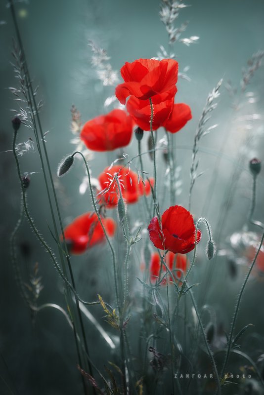 волшебные маки,маки,волшебный,красный, цветы, природа,zanfoar,занфоар ,чехия,czech republic,nikon d750 волшебные маки фото превью