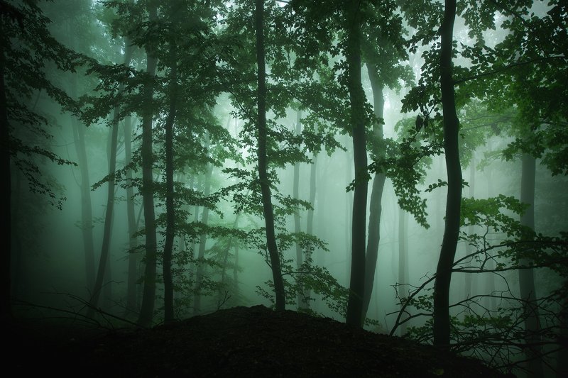 Тайнствената гора фото превью