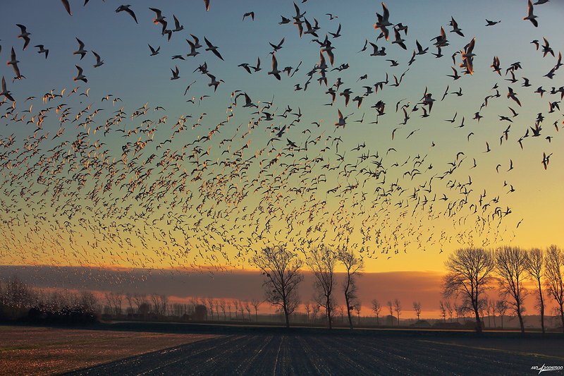 франция,mont saint-michel,france Про свет и тень.. фото превью