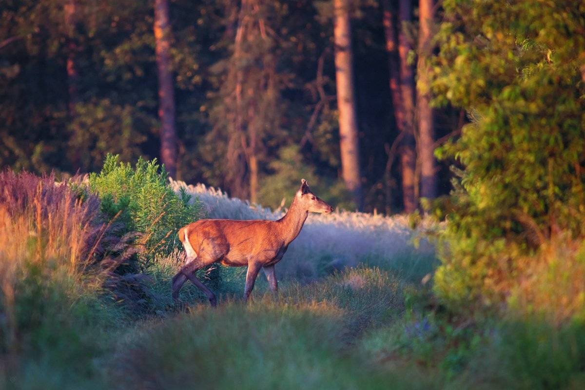 wildlife, doe, animal, Wojciech Grzanka