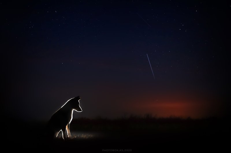 портрет, пейзаж, ночь, звезды, анималистика, черный фон, собака STARLIGHT NIGHT ✨ фото превью