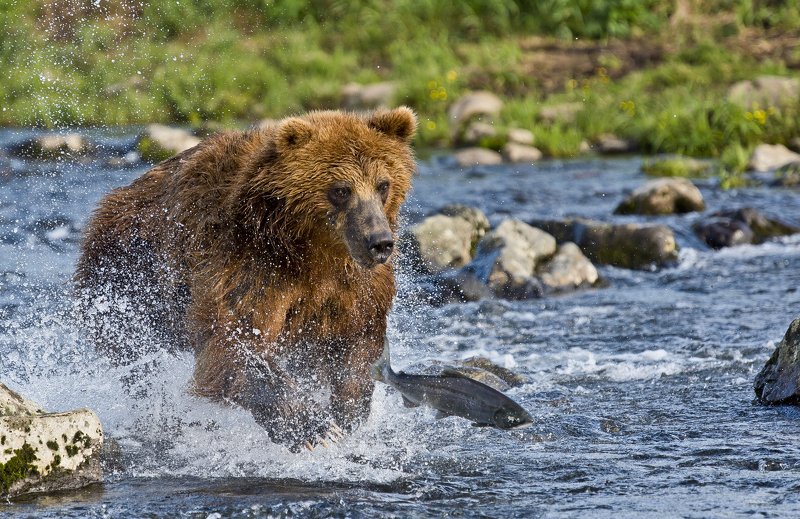 Chasing a salmon фото превью