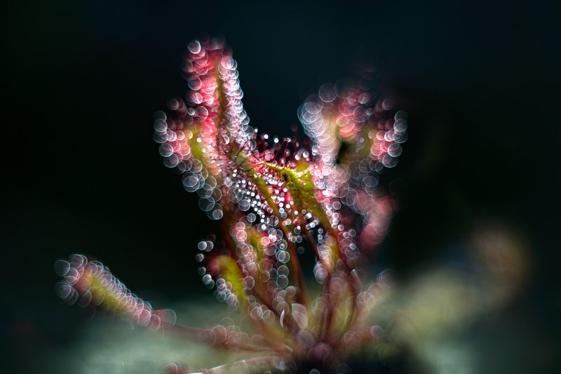 macro, sundew, plants, bokeh, colors in the darkness showing the  light фото превью