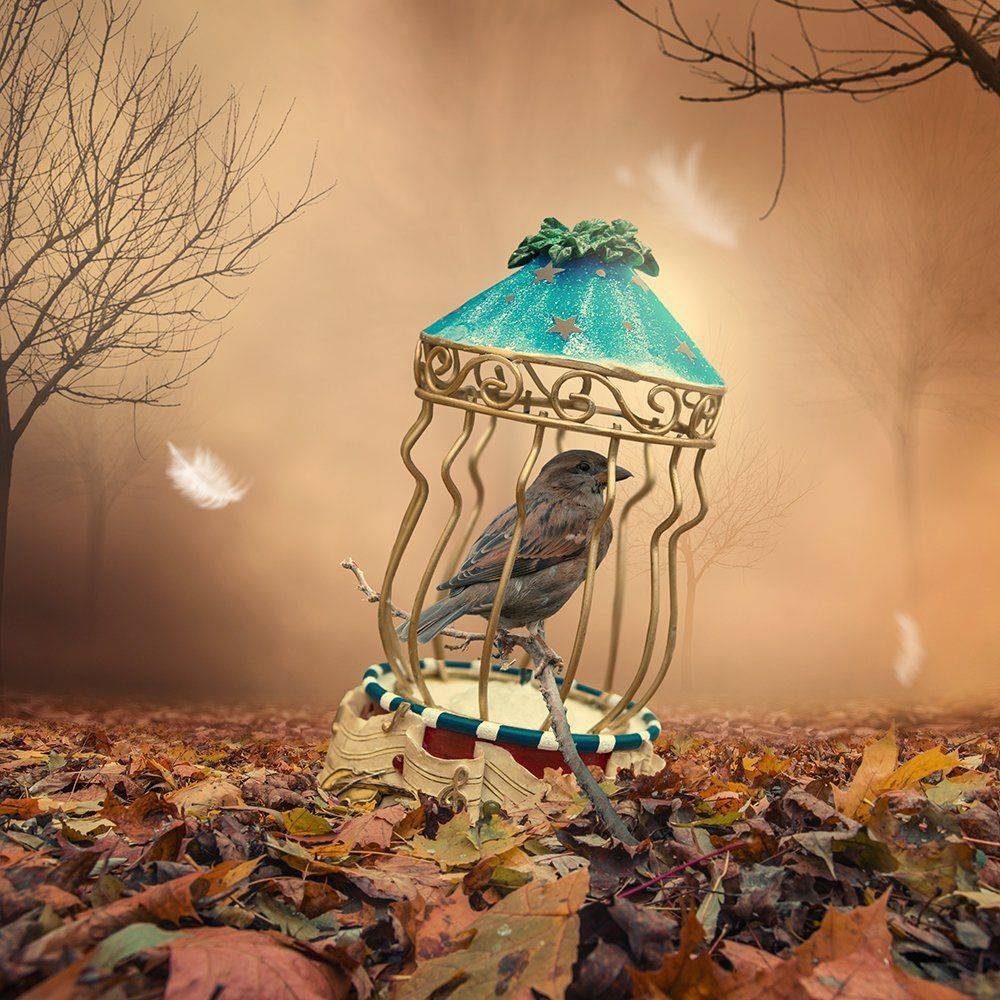 sky, reflection, bird, light, clouds, ground, manipulation, elephant, mounting, wheel, bag, feather, psd, spinner, tutorials, Caras Ionut