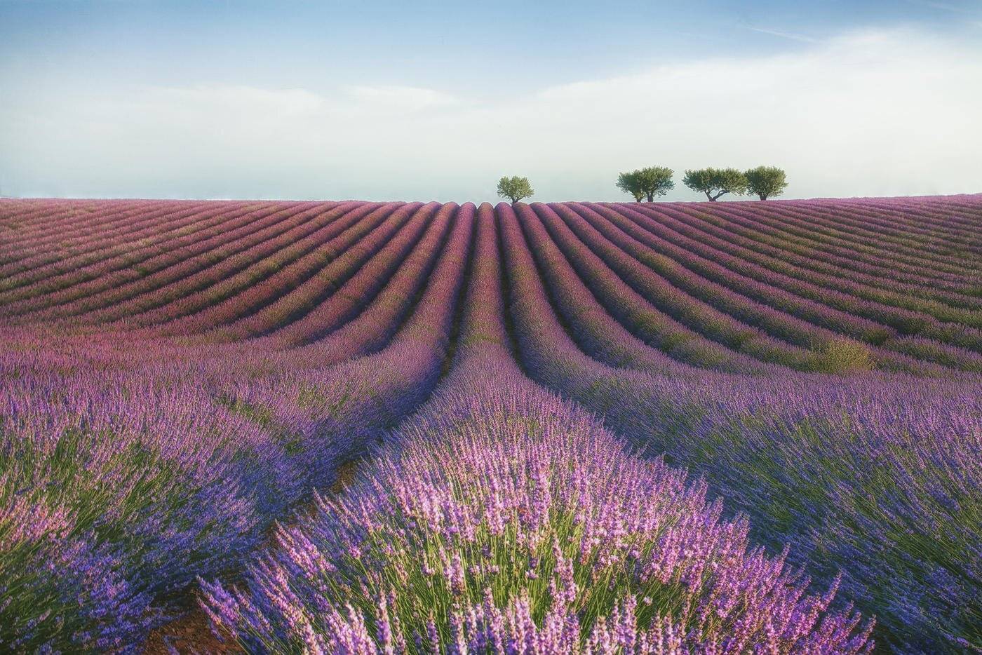 mc, france, lavender, flower, provence, Маргарита Чернилова