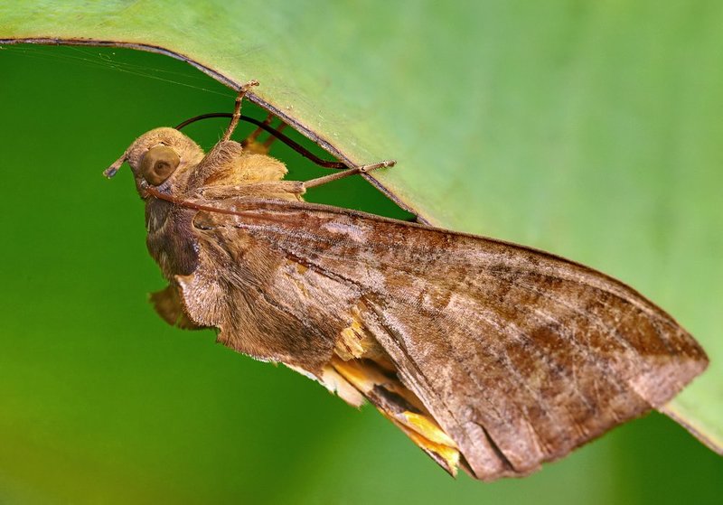 macro, closeup, макро,  gnilenkov Потрепанная... фото превью