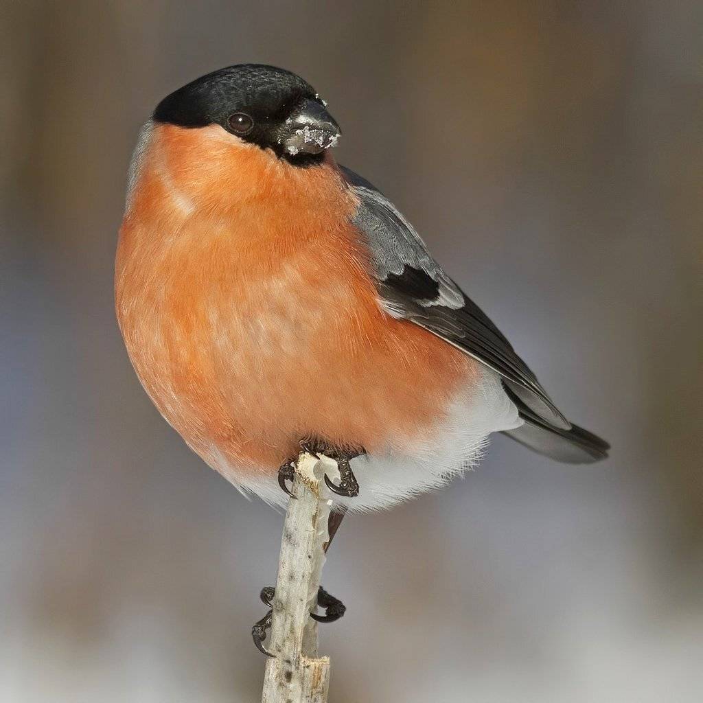 снегирь, Ляпустин Юра