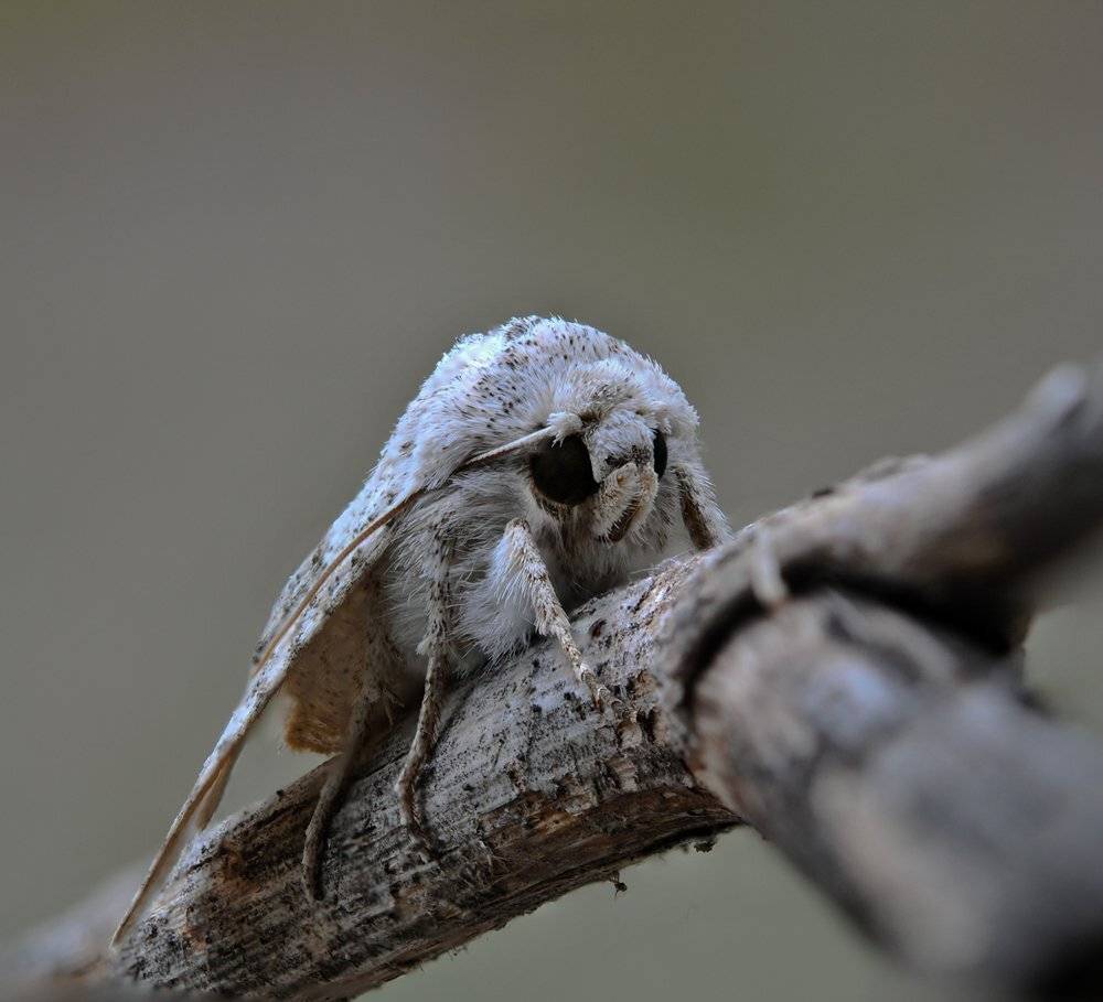 , Игорь ФУММ