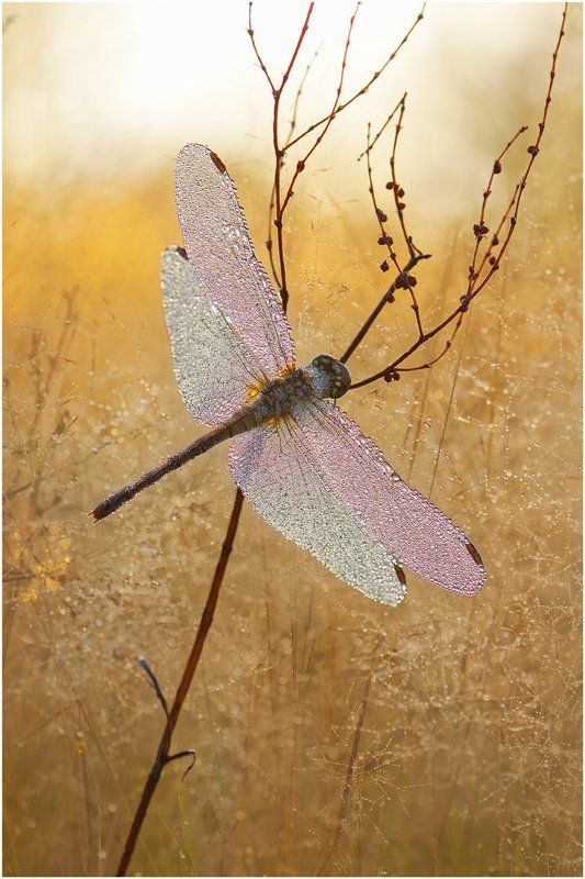 Осень близко... фото превью