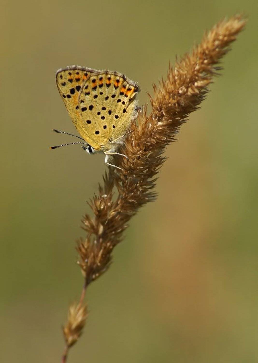 червонец, бурый, Чепленко Алексей